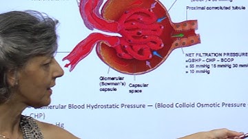Renal Physiology ~ Glomerular Filtration