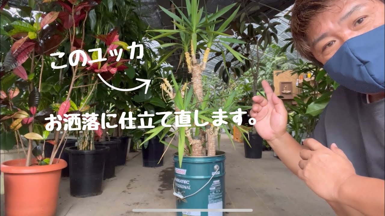 処分依頼されたユッカをお洒落に仕立て直してみた