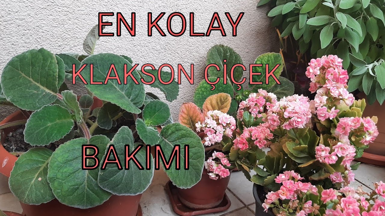 #KLAKSON#BARDAK MENEKŞESİ ÇELİKTEN VE YAPRAKTAN NASIL ÜRETİLİR?TOPRAK VE SAKSI SEÇİMİ