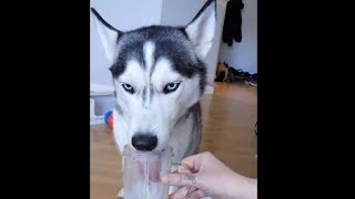 Mama Sharing Her Smoothie With Her Beautiful Husky