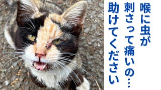 【92】食べると激痛水を飲めば鼻から出てガリガリだった保護三毛猫トリコ。10ヶ月の長い治療を乗り越えやっとお伝えできる状態になりました⭐
