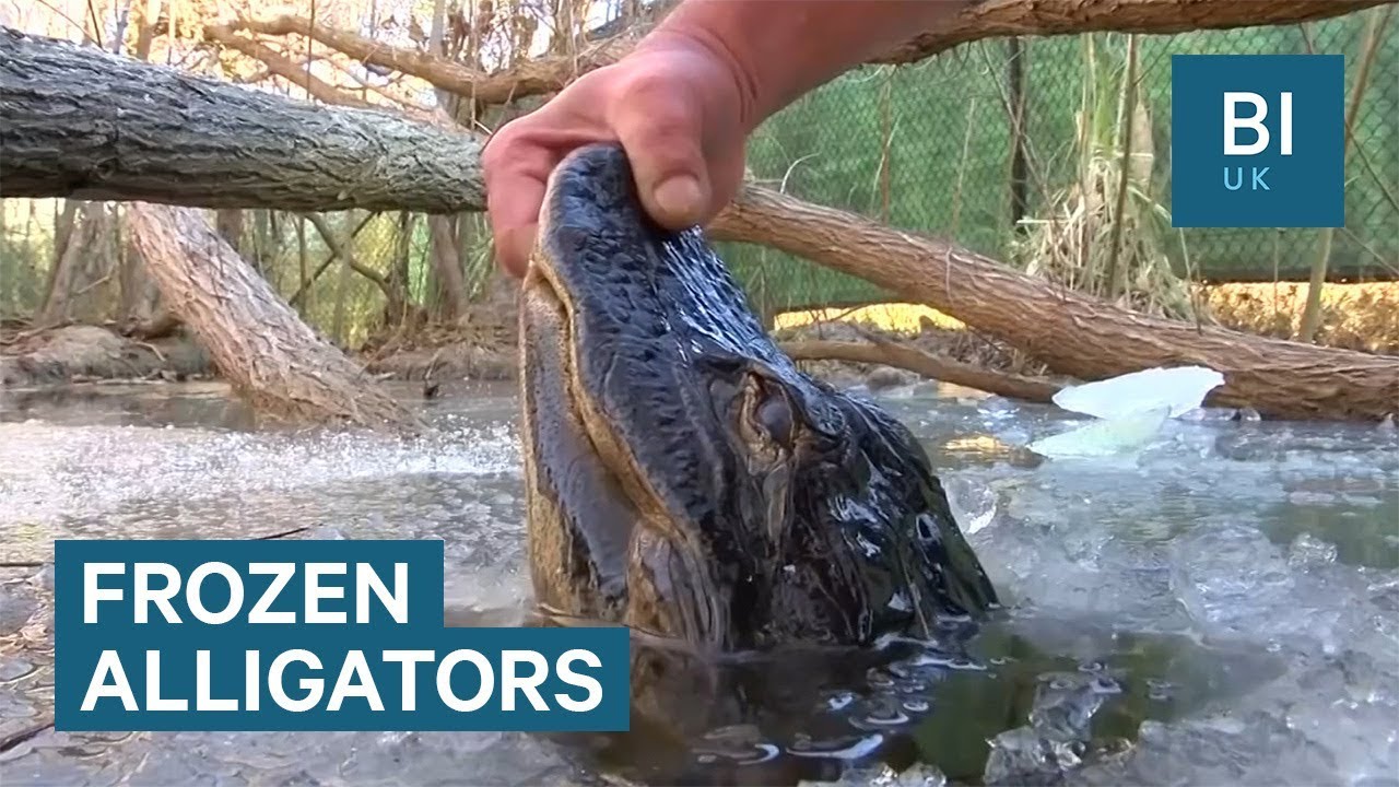 How Alligators Survived Freezing Temperatures In North Carolina