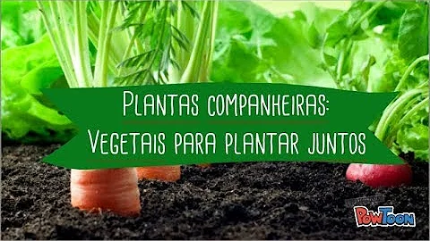 O que plantar junto com o espinafre?
