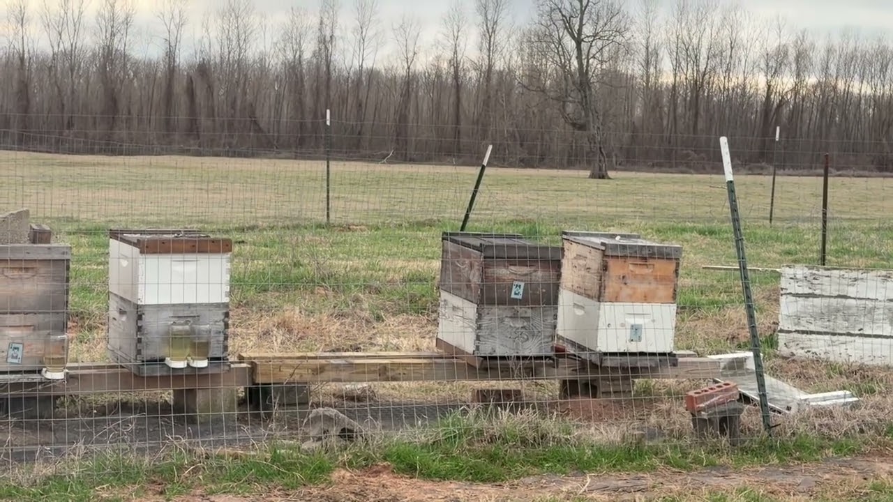 Cow Pasture Apiary 🐝 | Fence Concerns & Winter Strategy (Feb 20, 2026)