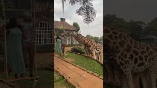 Man Feeding Giraffes While Standing on a Swing Along With a Lady