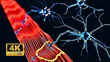 Neuromuscular Junction: The Key to Muscle Contraction!