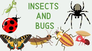 Insects and Bugs  -Kids Vocabulary| Educational video| All About Insects: Bee, Butterfly, Ladybug