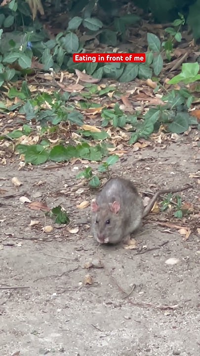 How Does A Rat Live In The Middle Of NewYork City Shorts YouTube how-does-a-rat-live-in-the-middle-of-newyork-city-shorts-youtube