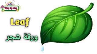 نطق كلمة Leaf ورقة شجر 🗣️ How to pronounce leaf 🗣️ #إزاي_تنطقها_صح 🗣️✔️