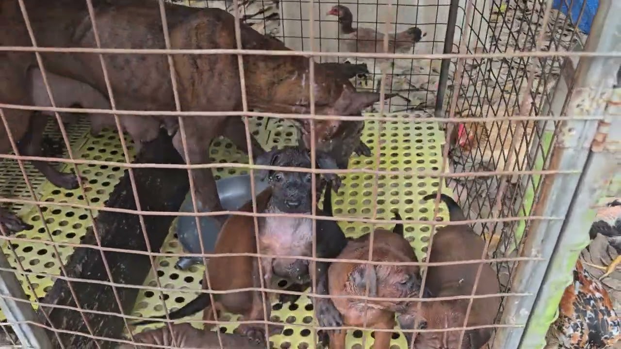 Lâu lắm rồi mới lên lại clip.. bầy xoáy thái lan vện cọp