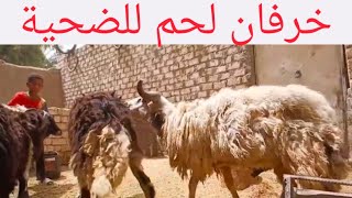 خرفان لحم للضحية بأسعار تبدء معاك من ٧٠٠٠ ل ١٤٥٠٠ج الله يرزق الجميع ١٩/ ٥/ ٢٠٢٦م
