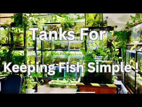 Tanks for Keeping Fish Simple !
