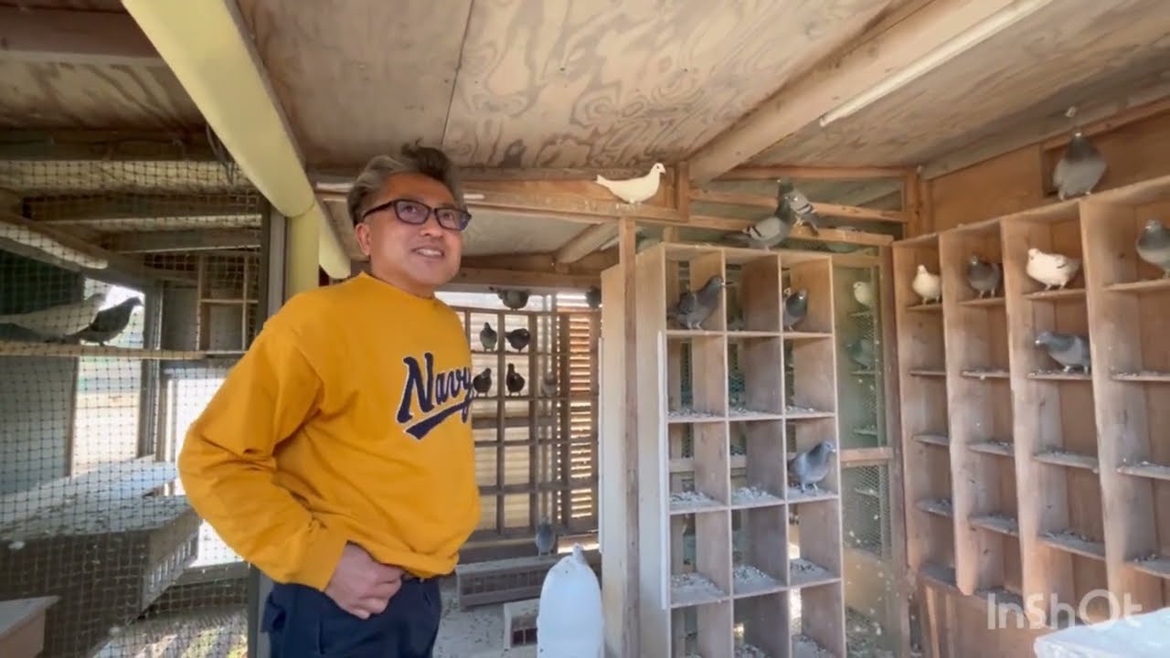 今日の鳩の事・最近の猛禽の事・あっぺん麦の事…。の巻