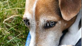Sleeping Animal - Stock Footage | VideoHive 14561921