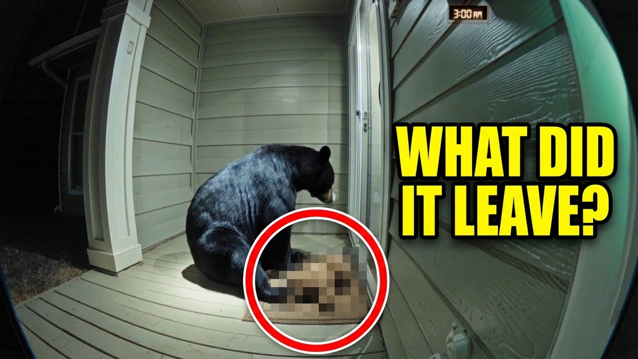 Bear Returns Lost Teddy Bear to My Porch—The Pattern is Terrifying