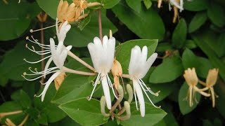 Hanimeli̇ Nasil Çoğaltilir? Saksida Hanimeli̇ Yeti̇şi̇rmi̇? Çok Kolay Takti̇kle Hanimeli̇ Sahi̇bi̇ Olacaksin