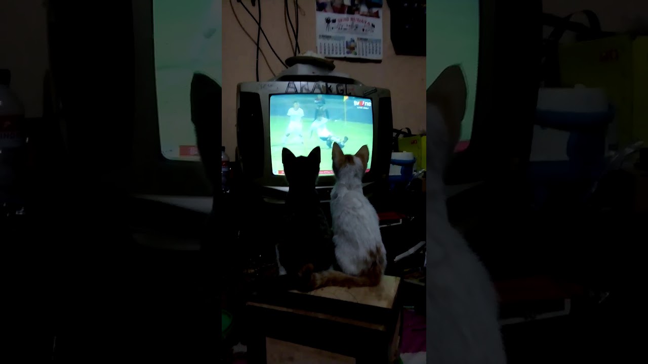 Kucing Lucu Nonton Sepak Bola YouTube