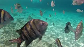 Islands Beach Club - Snorkel octubre 2018