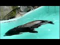 最後のビデオです。My Last video.