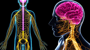 ¿Cuál es la estructura del sistema nervioso periférico?