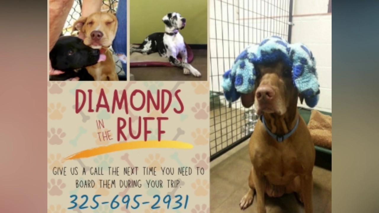 Abilene's Boarding Facility YouTube