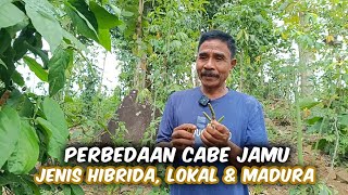 Beginners Must Know the Difference Between Hybrid, Local, and Madura Types of Jamu Chilies to Max...