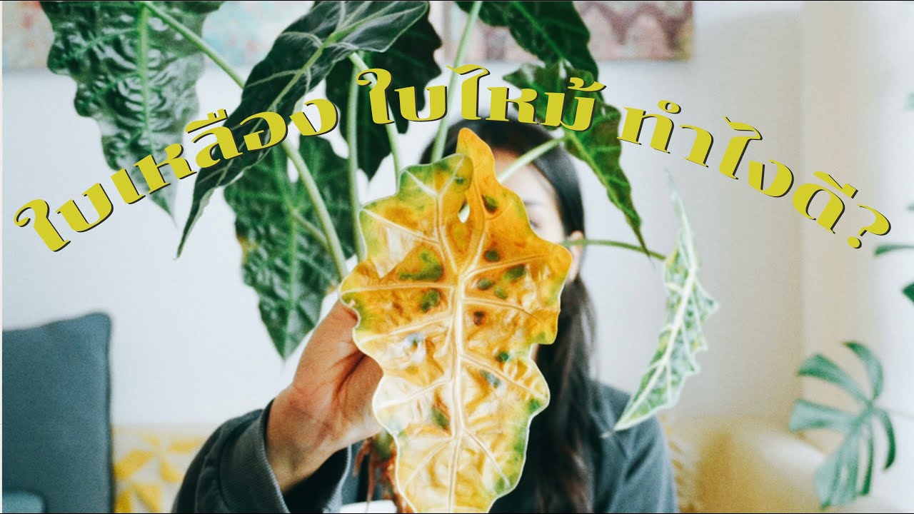 [ต้องรอด] EP.17 ใบเหลือง ใบไหม้ ทำไงดี? จัดการกับต้นไม้ที่มีอาการใบเหลือง ใบไหม้