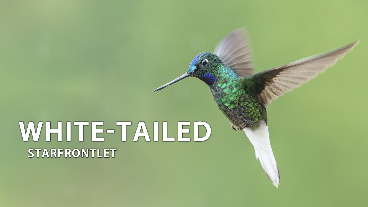 White-tailed Starfrontlet 