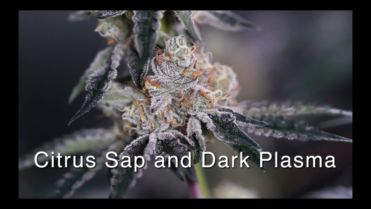 Citrus Sap and Dark Plasma Bud Shots