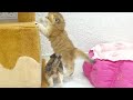 Little kittens exploring the world | The ups and downs of naughty kittens