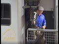 Equine affaire educational program  monty roberts on trailer loading