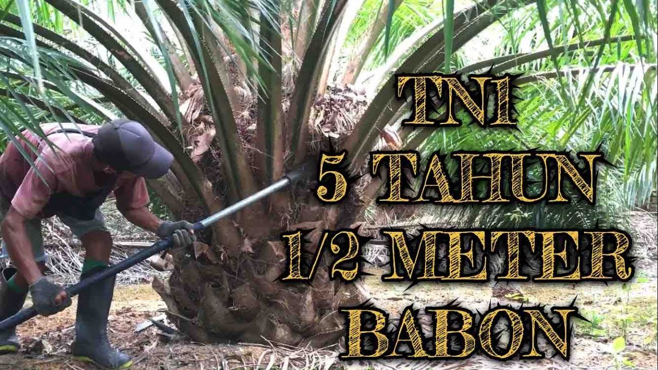 PANJANG PADAT MERAH MERONA MEMANEN KELAPA SAWIT VARIETAS TN1 UMUR 5 TAHUN TINGGI POKOK 1/2 M AN SAJA