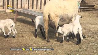 Zirai Hayvancılık-Sakız Irkı Koyun Yetiştiriciliği...