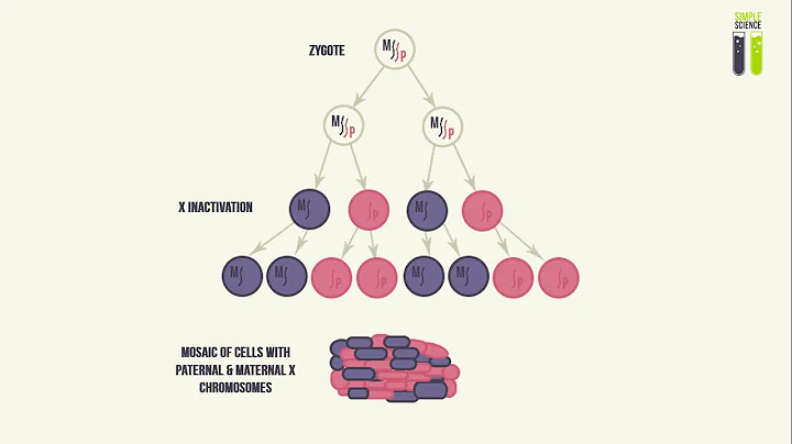 Mosaicisms - Part 3 - Mosaicism of the X Chromosome (X Inactivation)