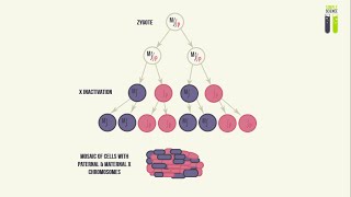 Mosaicisms - Part 3 - Mosaicism of the X Chromosome (X Inactivation)
