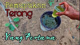 Cara Pemupukan Terong Pertama Setelah Tanam Agar Terong Berbuah Lebat