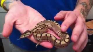 Ball python collection update/ got baby rats