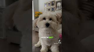 Sadie #cute #doglovers #dogshorts #funny #furbaby #pets #havanese #viral