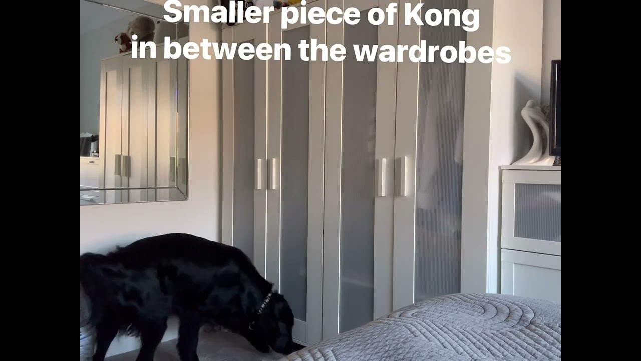 Scent Work Training - Snap Shot on Kong