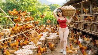 Harvesting 1000+ Chicken Eggs from the Farm - Transport by Truck to Sell at Countryside Market