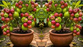 🔴 LIVE 🌱 How I Grafted Guava and Apple on One Tree | Complete Beginner's Guide #livestream #live
