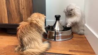 Cats Trying To Figure Out Water Fountain