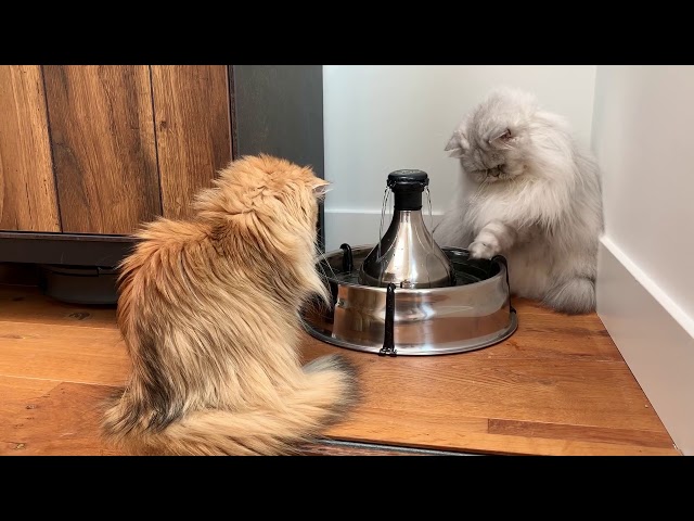 Cats Trying To Figure Out Water Fountain