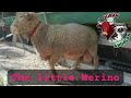 Little Merino 