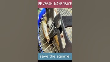 save the squirrel  #shortsvideo #funnymoments #saveanimals