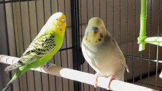 Pretty parakeets kiwi and yogi #pets #parakeet #birdslover #bird #budgies