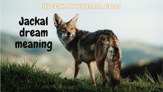 Decoding the Shocking Truth Behind Jackal Dreams