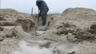 CapeCast: They dig killing mosquitos!