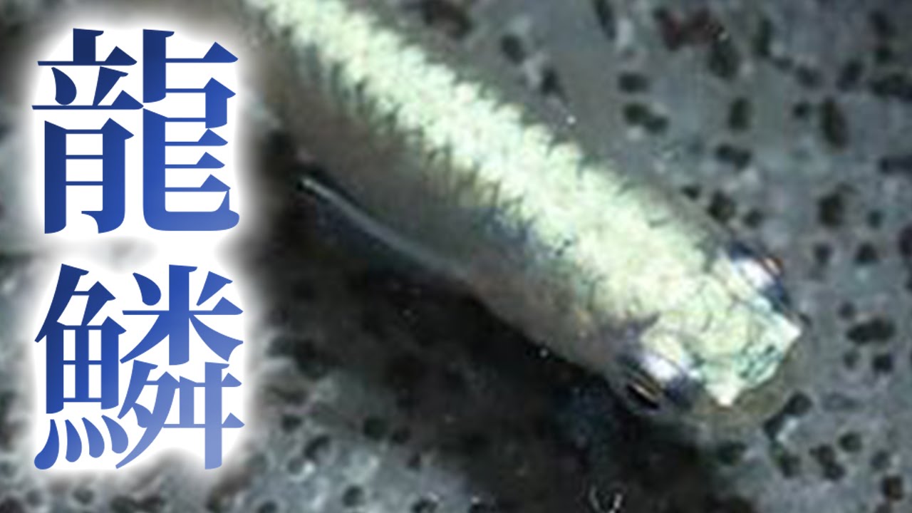 黒みゆきメダカが美しい ミユキメダカが好きなら必見です Youtube