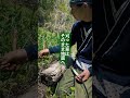 雑草を抜きたくない。その感覚は、間違っていないと思います。草は、土が生きているサイン。抜くよりも、刈って敷く。それだけで、庭の土は少しずつ変わっていきます。